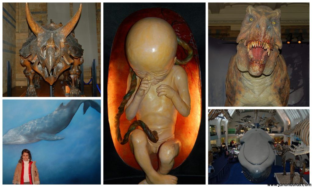 Algunas de las cosas que podéis ver en el museo Collage del Museo de Historia Natural con un cráneo de triceratops, un feto humano gigante, el T-rex articulado, Clàudia en la entrada de la zona del mar, y vista superior de la sala con los mamíferos marinos.