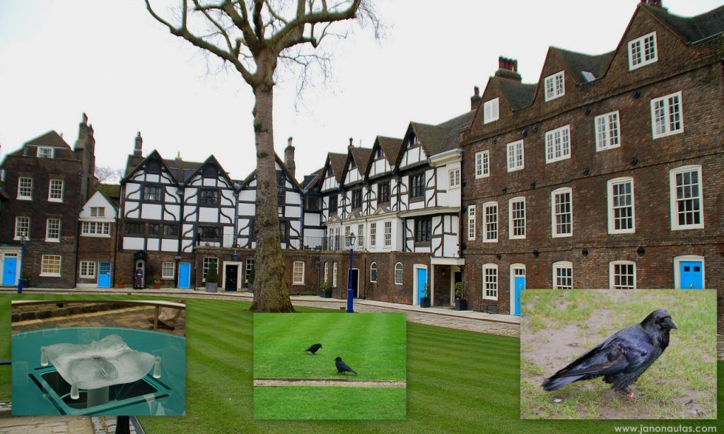 Los cuervos y el memorial de Ana Bolena en la Torre de Londres Collage con el patio donde fue ejecutada Ana Bolena, el monumento de cristal que lo conmemora y dos cuervos negros en los jardines de la Torre de Londres